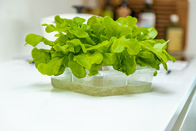 ANL Packaging tray to grow your own salad ANL Packaging tray to grow your own salad